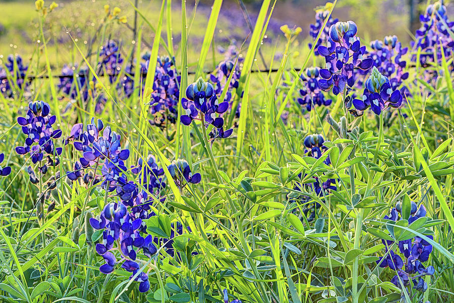 Morning Dew on the Bluebonnets Photograph by JC Findley