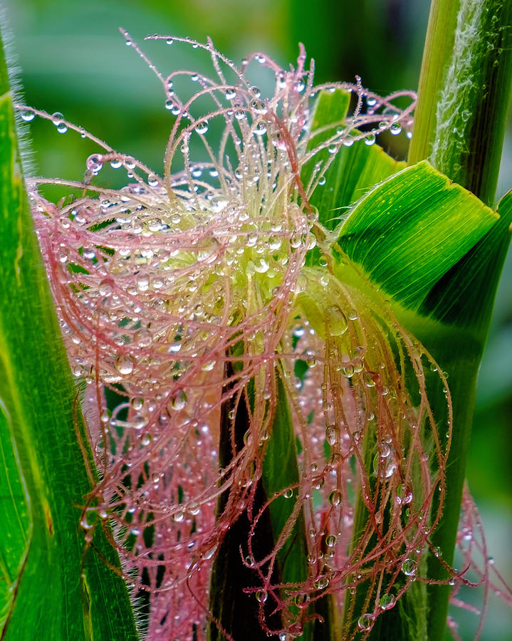 Morning Dew on the Corn Photograph by Roberta Kayne