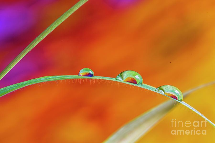 Morning Dewdrops II Photograph