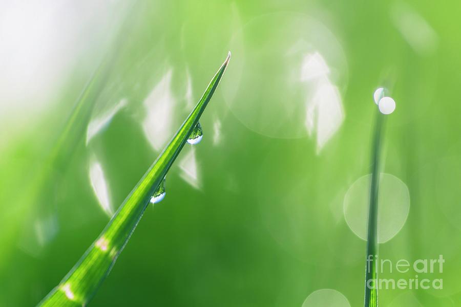 Morning Dewdrops IIi Photograph