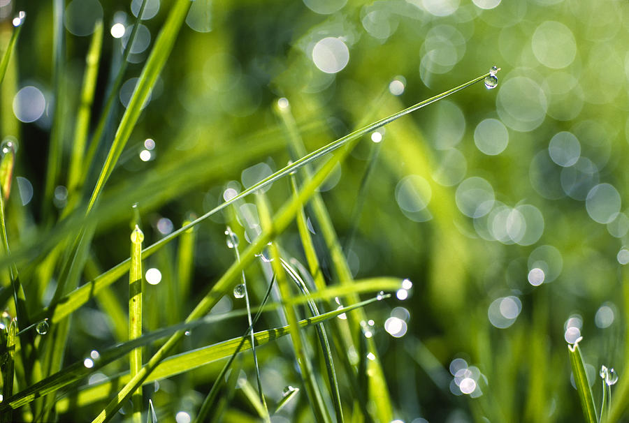 Morning Dewdrops Photograph by Irwin Barrett