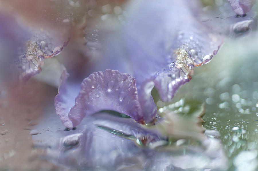 Iris Photograph - Morning Diamonds 8. Iris Macro by Jenny Rainbow