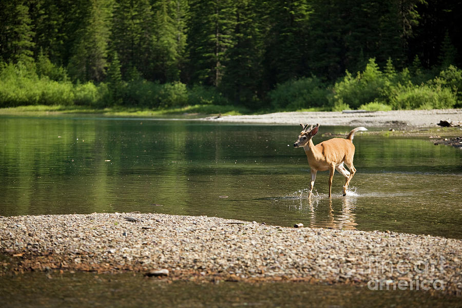 Montana Photograph - Morning Dip by Matt Tilghman Montana Photograph - Morning Dip by Matt Tilghman