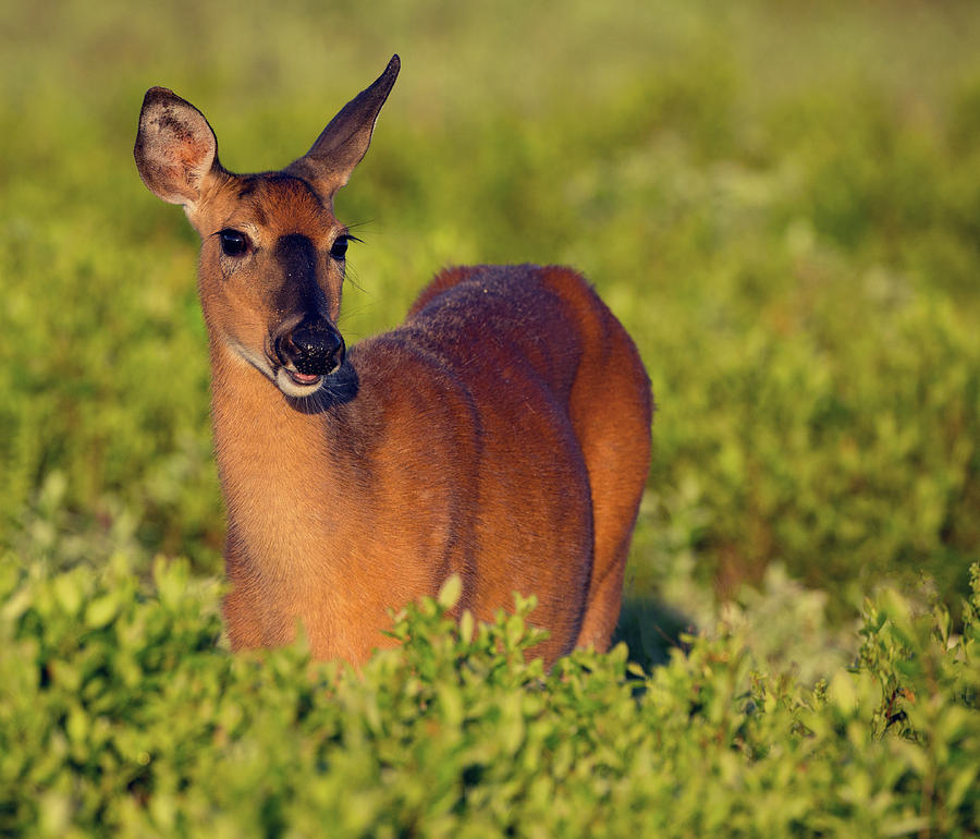 Morning Doe Photograph by Art Cole
