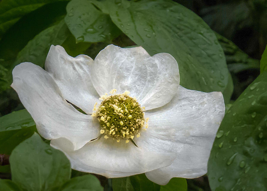 Morning Dogwood Photograph by Susan Eileen Evans