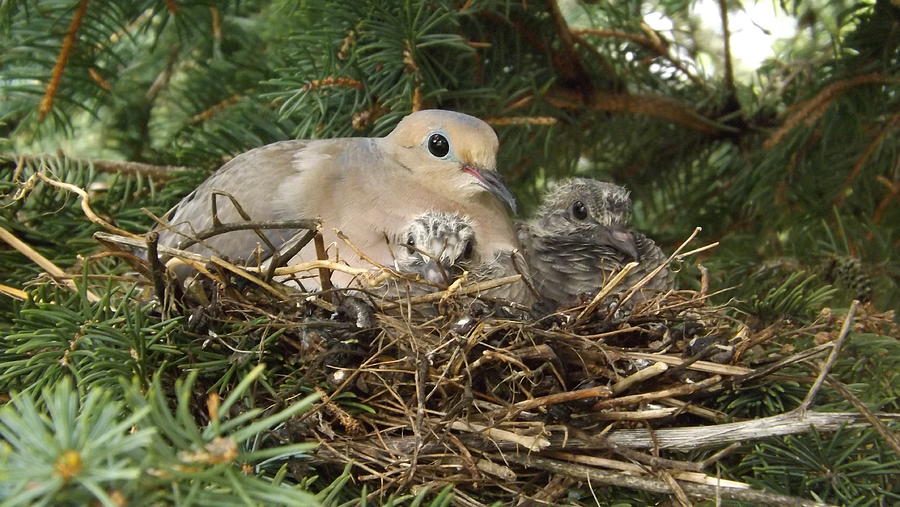 Bird Photograph - Morning Dove And Two Babys #2 by Dennis Pintoski
