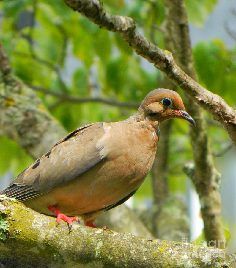 Dove Photograph - Morning Dove by Emmy Vickers