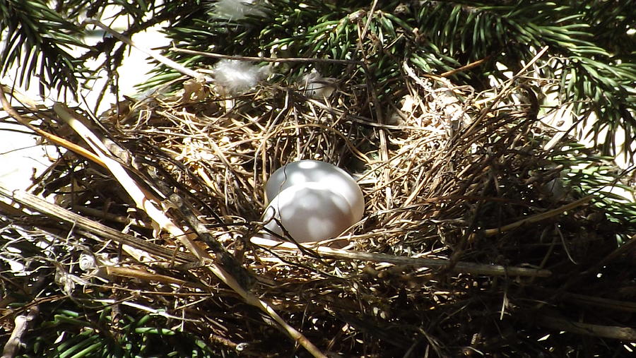 Bird Photograph - Morning Dove Nest by Dennis Pintoski