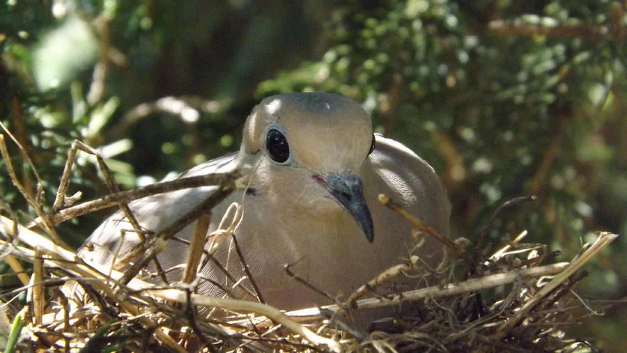 Bird Photograph - Morning Dove On Her Nest by Dennis Pintoski