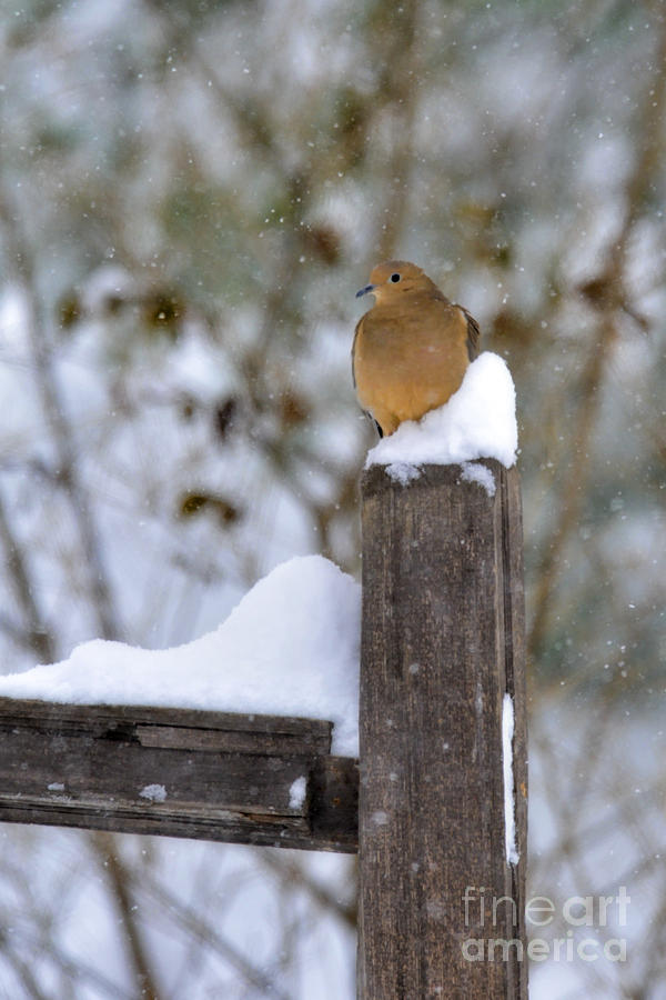 Morning Dove on snow covered fence post Photograph by Dan Friend