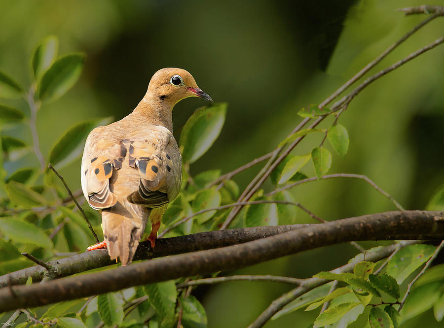 Tree Photograph - Morning Dove by Phil And Karen Rispin