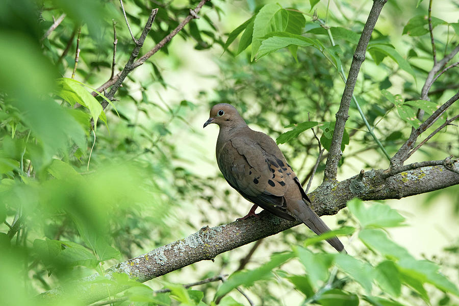 Morning Dove Photo Photograph by Donald Pavlica