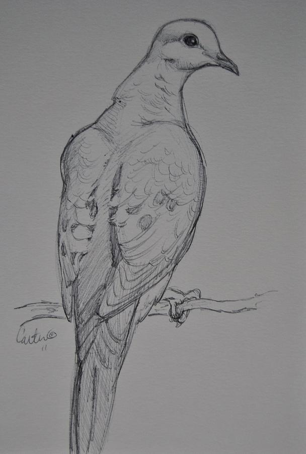 Morning Dove Sketch. Drawing by Calvin Carter | Fine Art America
