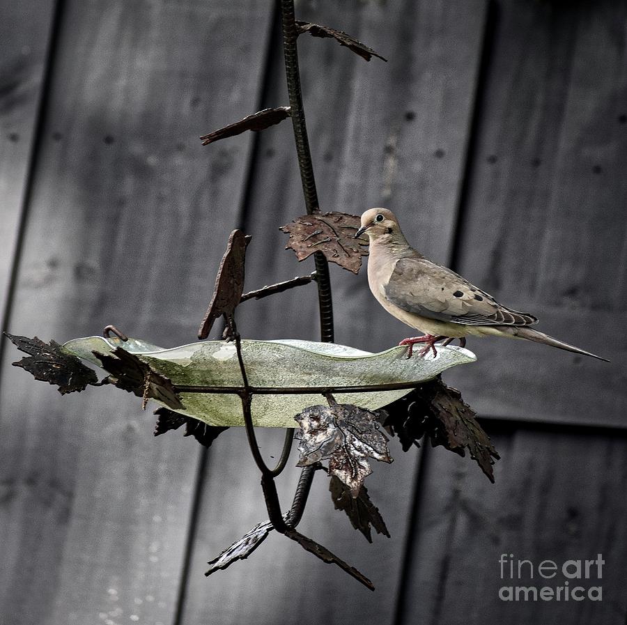 Animal Photograph - Morning Dove by Skip Willits
