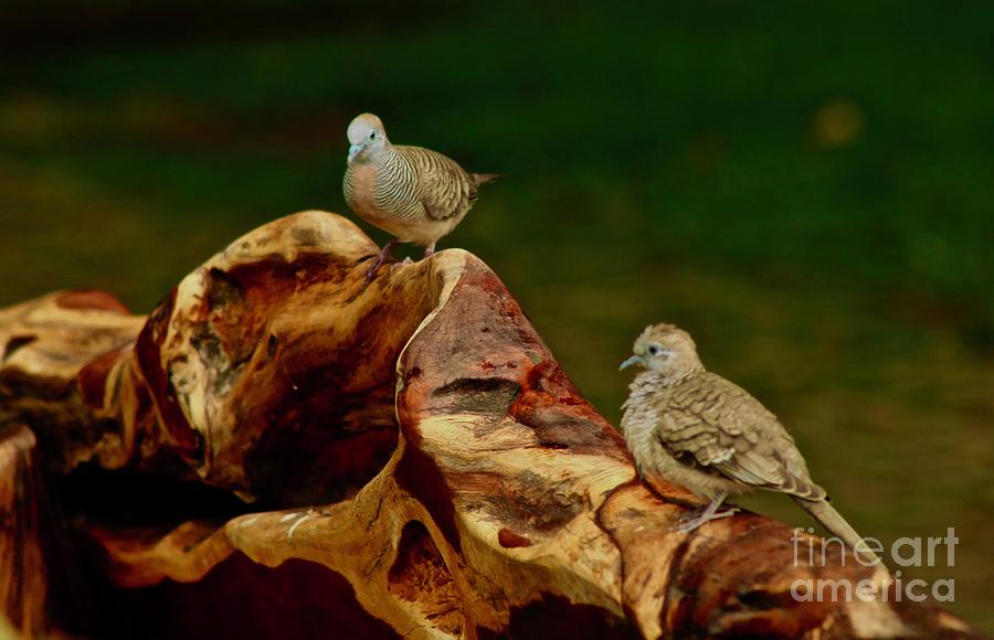 Morning Doves Photograph by Craig Wood