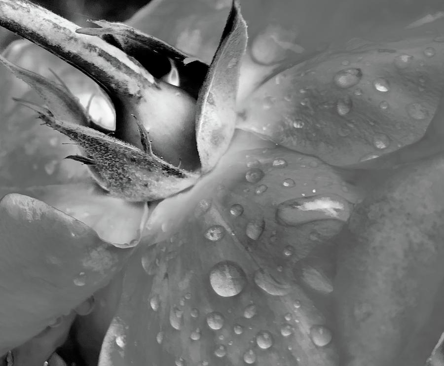 Morning Drops Photograph by Al Swasey