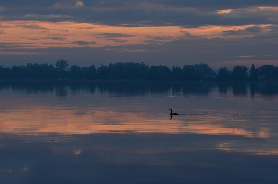 Duck Photograph - Morning Duck by Viktoriya Sorochuk