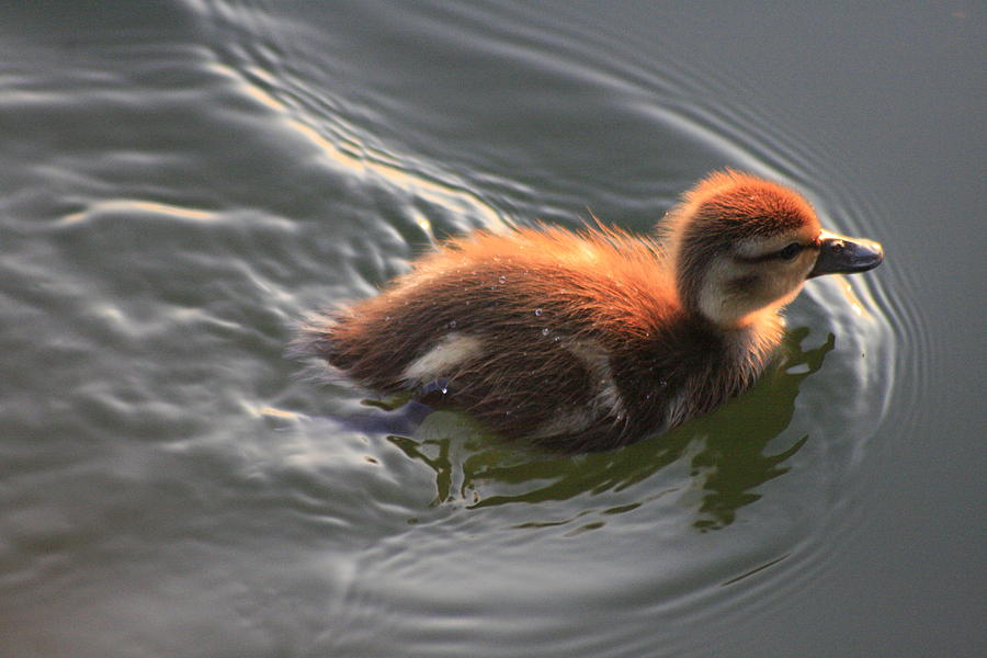 Morning Duckling Photograph by Christopher J Kirby