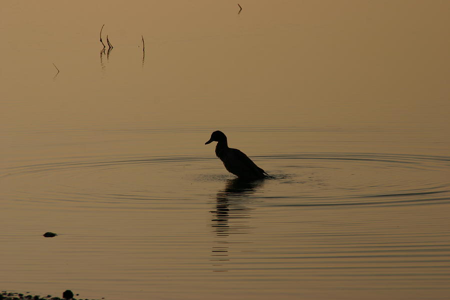 Morning Ducky Photograph by Martina Fagan