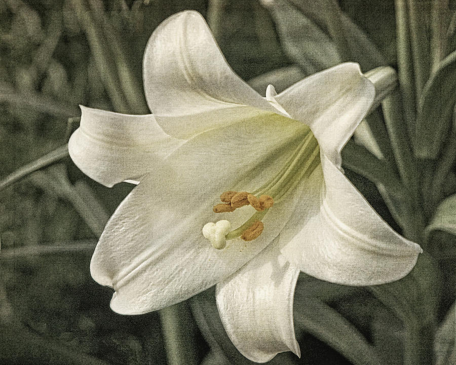 Morning Easter Lily  Photograph by Theo OConnor