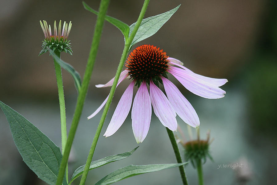 Morning Echinacea Photograph by Yvonne Wright