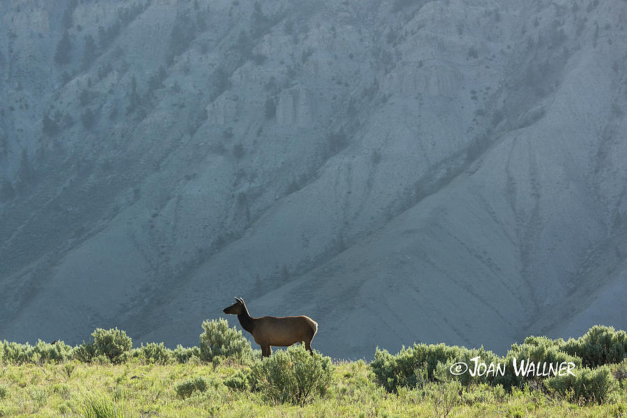 Morning Elk Photograph by Joan Wallner