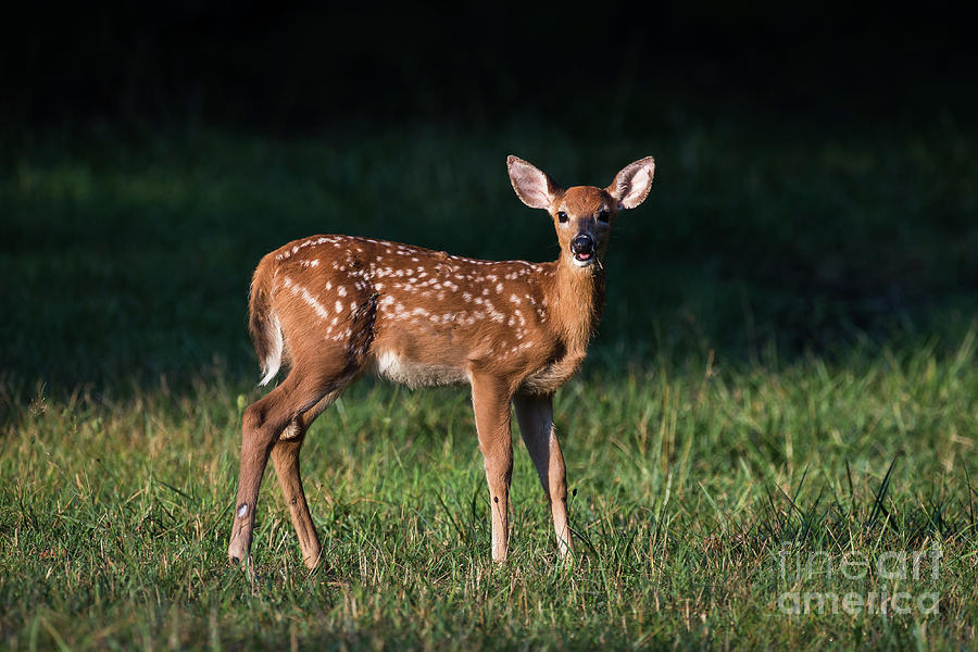Morning Fawn Photograph by Andrea Silies