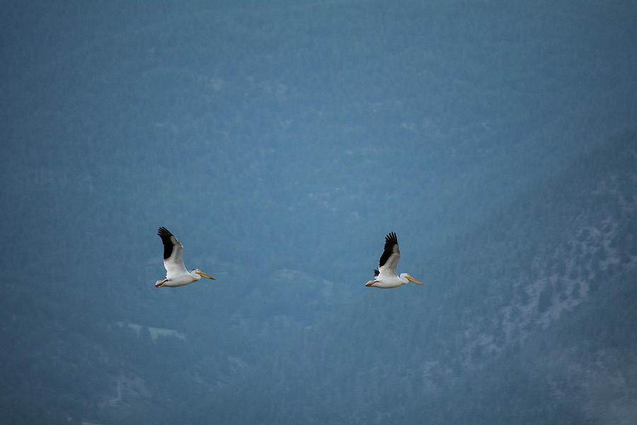 Pelican Photograph - Morning Flight by Brian Duram