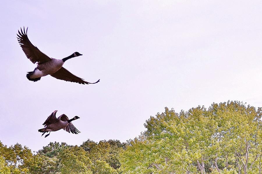 Geese Photograph - Morning Flight Geese by Kim Bemis