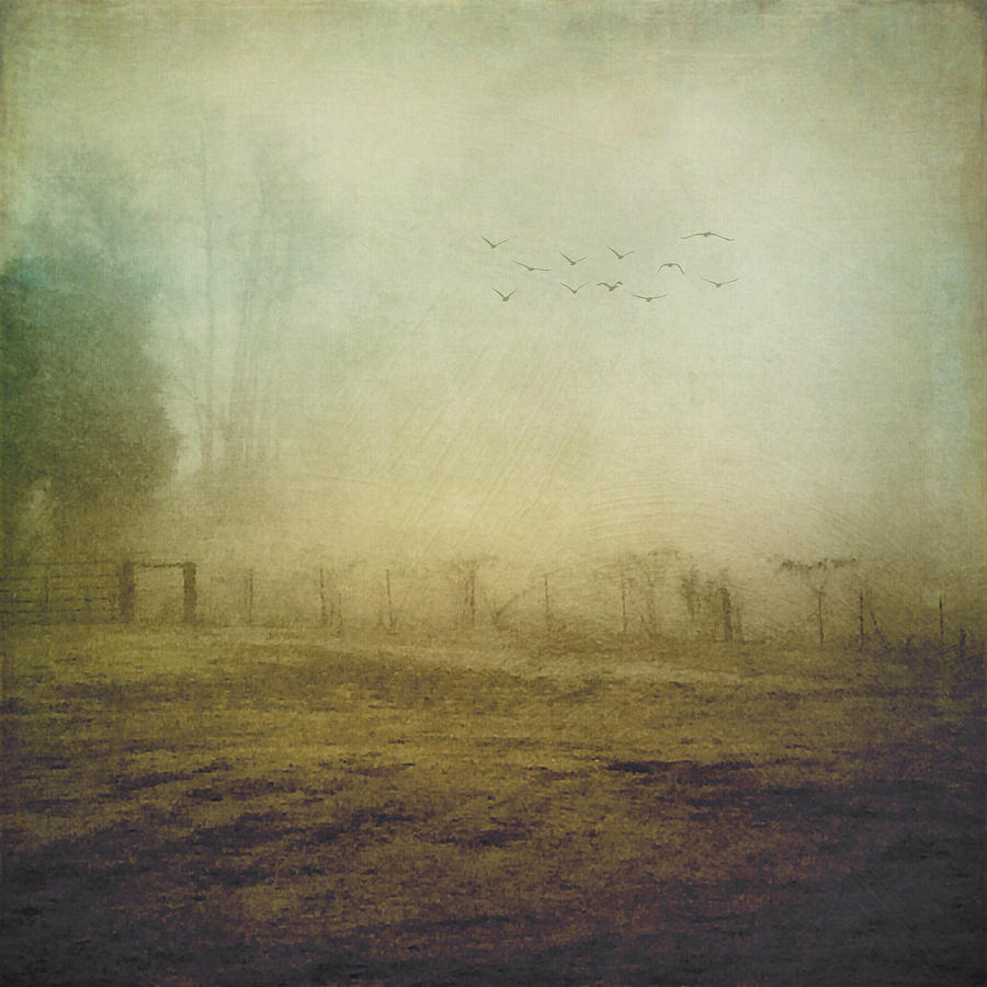 Morning Flight In Fog Photograph by Melissa D Johnston