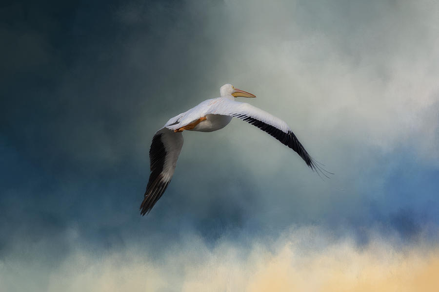 Pelican Photograph - Morning Flight by Kim Hojnacki