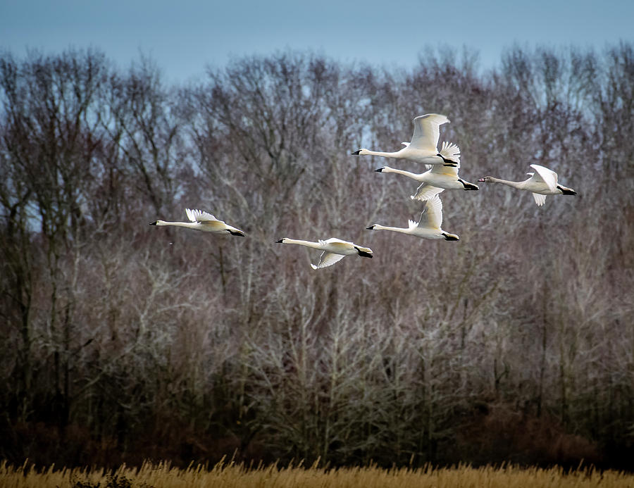 Morning Flight of Tundra Swan Photograph by Donald Brown