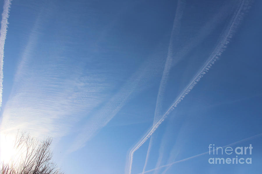 Morning Flights Photograph by Karen Adams
