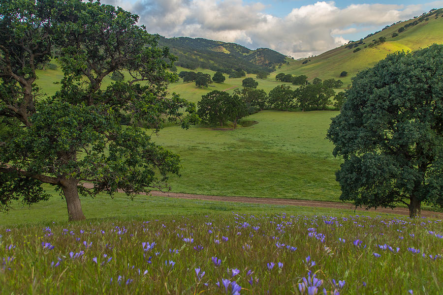Antioch Photograph - Morning Flowers at Round Valley by Marc Crumpler