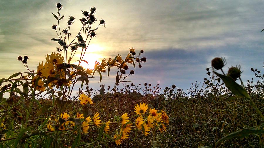 Morning Flowers Photograph by Brad Nellis