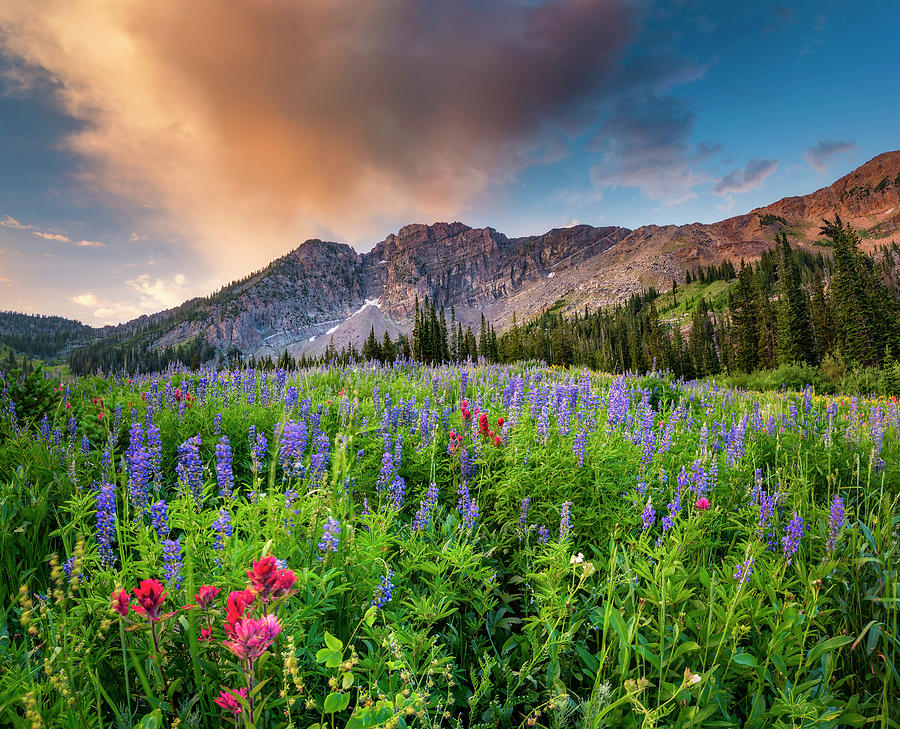 Flower Photograph - Morning Flowers in Little Cottonwood Canyon, Utah by Michael Ash