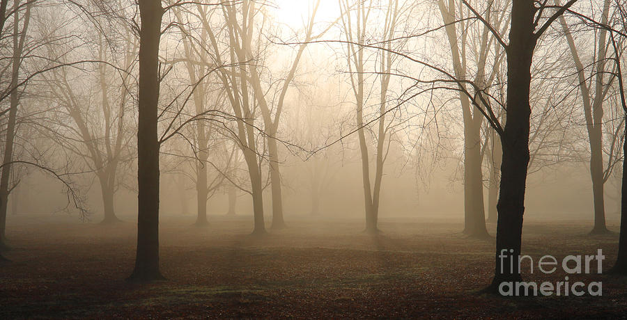 Morning Fog 2 4445 Photograph by Jack Schultz