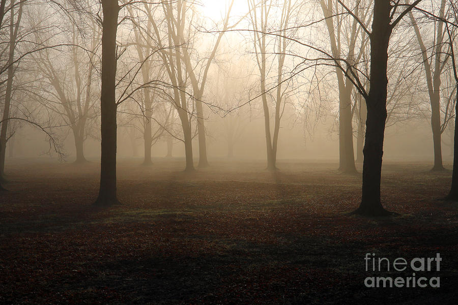 Morning Fog 4445 Photograph by Jack Schultz