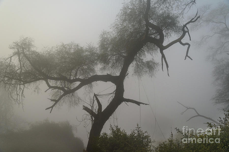 Morning Fog at Bharatpur 02 Photograph by Werner Padarin