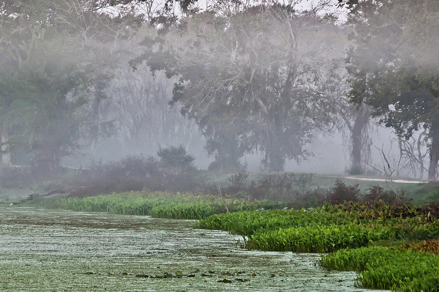 Morning Fog at Brazos Bend Photograph by James Woody