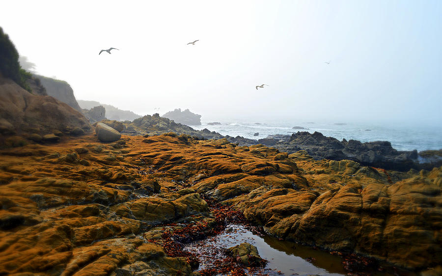 Morning Fog At Moonstone Beach - Cambria Photograph by Glenn McCarthy Art and Photography