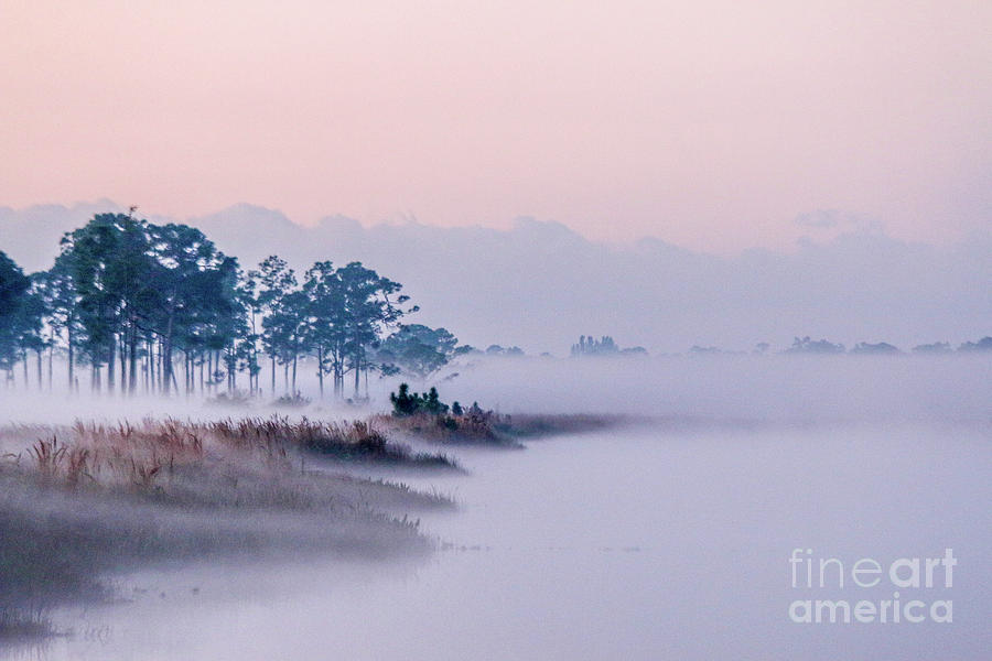 Morning Fog at Pine Glades Photograph by Tom Claud