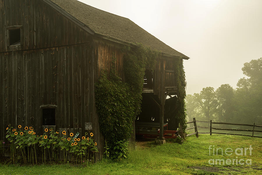 Morning Fog at the Sullivan Barn, Summer 2015 - New England Farm Photograph by JG Coleman