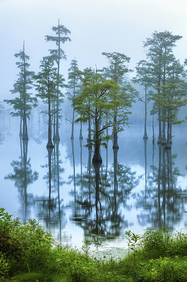 Morning Fog at the Swamp Photograph by Alex Mironyuk