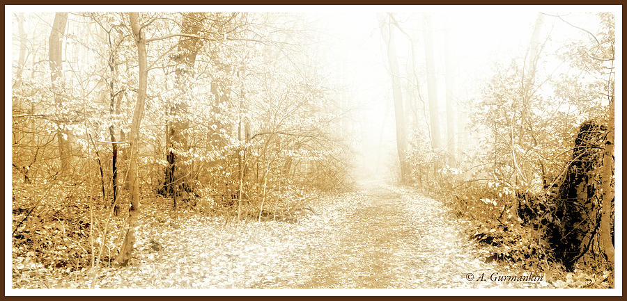 Morning Fog, Forest Trail, Montgomery County, Pennsylvania Photograph by A Macarthur Gurmankin