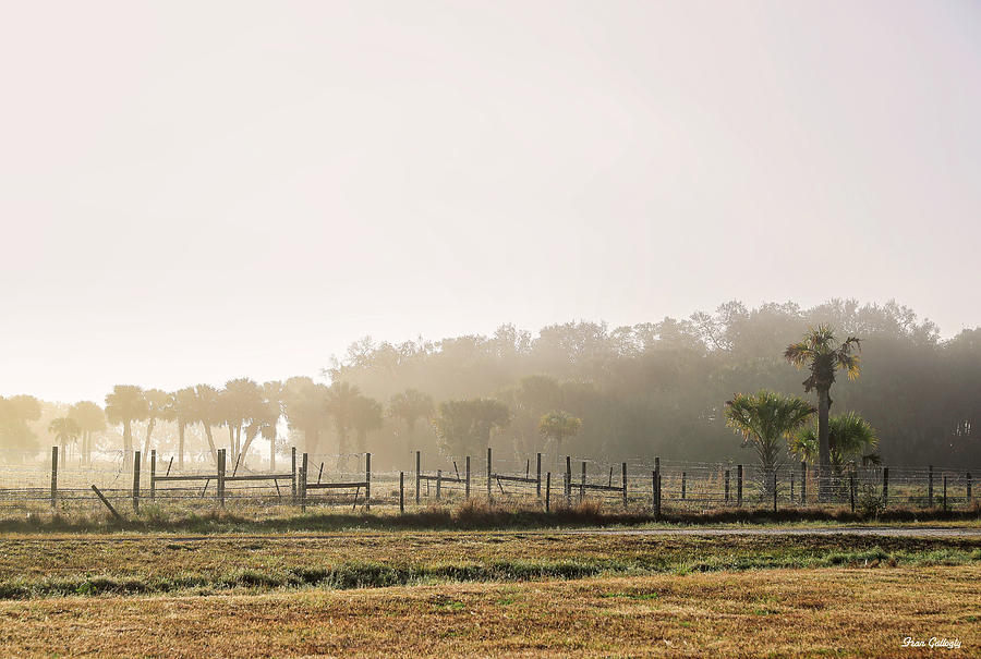 Morning Fog Photograph by Fran Gallogly