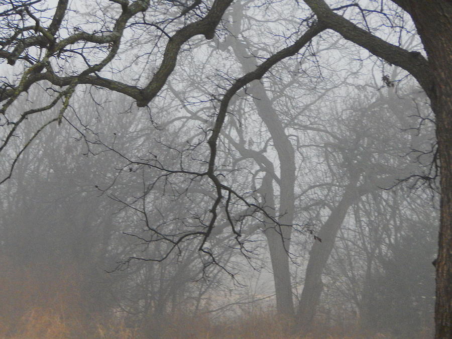 Morning Fog In The Pecan Bottom Photograph by Virginia White