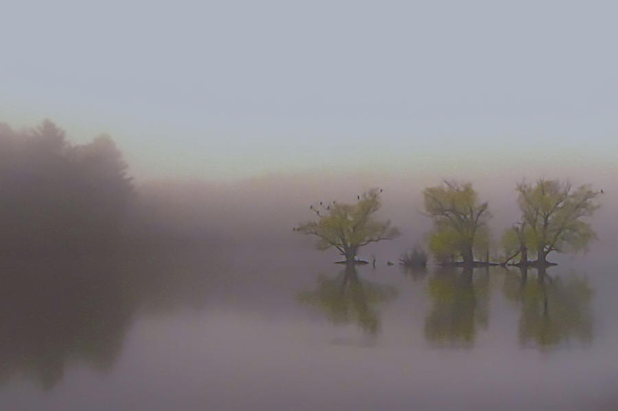 Morning Fog Photograph by Jeff Heimlich