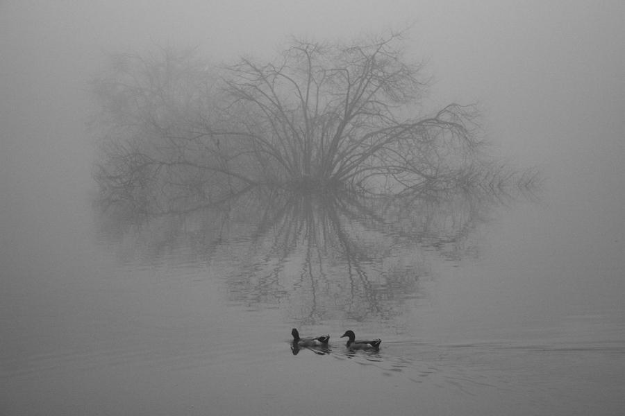 Black And White Photograph - Morning Fog by Jill Smith