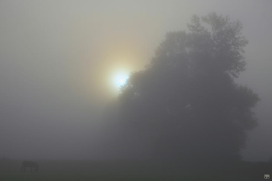 Morning Fog Photograph by John Meader